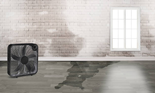 Best Mold removal after water damage  in Lyons, KS